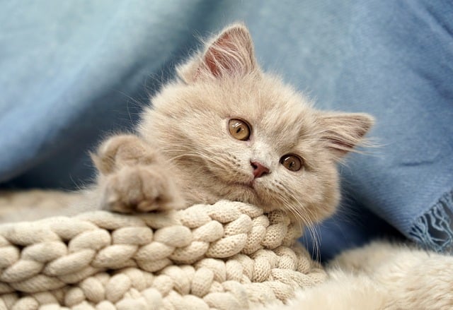 きなこ