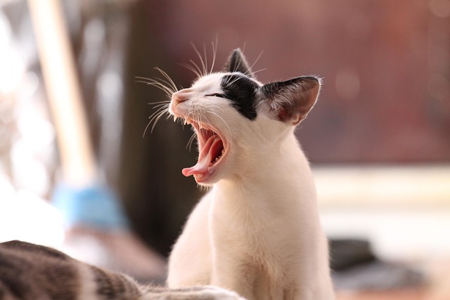 あくびする子猫